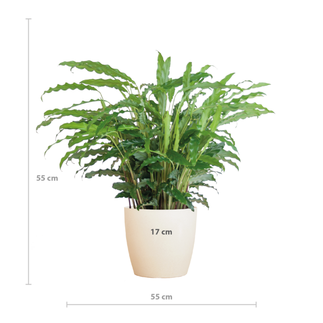 Calathea Rufibarba met Viber wit - 55cm - Ø17