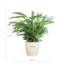 Calathea Rufibarba met Viber wit - 55cm - Ø17