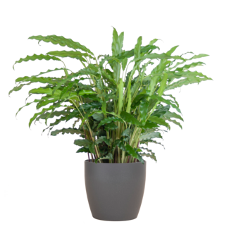 Calathea Rufibarba met Viber grijs - 55cm - Ø17