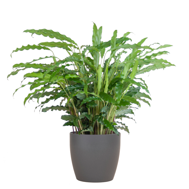 Calathea Rufibarba met Viber grijs - 55cm - Ø17