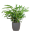 Calathea Rufibarba met Viber grijs - 55cm - Ø17