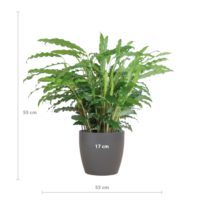 Calathea Rufibarba met Viber grijs - 55cm - Ø17