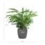 Calathea Rufibarba met Viber grijs - 55cm - Ø17