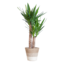Yucca Elephantipes met Mand Lissabon wit - 90cm - Ø21