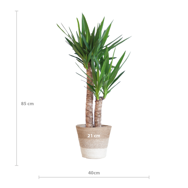 Yucca Elephantipes met Mand Lissabon wit - 90cm - Ø21