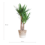 Yucca Elephantipes met Mand Lissabon wit - 90cm - Ø21
