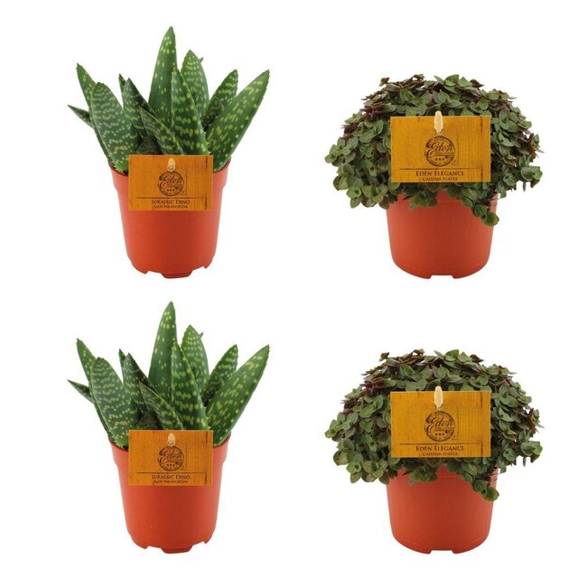 2x Aloe Paradisicum + 2x Callisia Turtle - 4 stuks - Ø10.5cm - ↕10cm