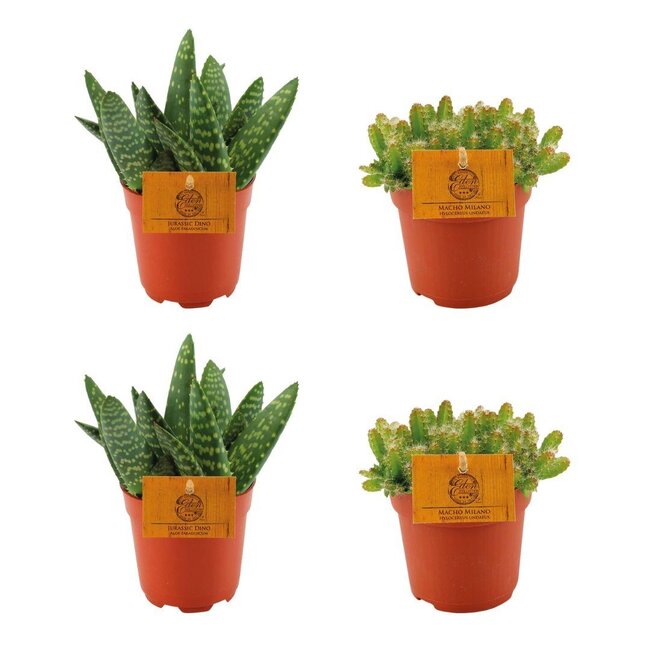 2x Aloe Paradisicum + 2x Hylocereus Undatus - 4 stuks - Ø10.5cm - ↕10cm