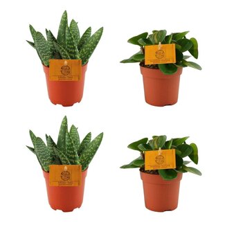 2x Aloe Paradisicum + 2x Peperomia Obtipan Green - 4 stuks - Ø10.5cm - ↕10cm