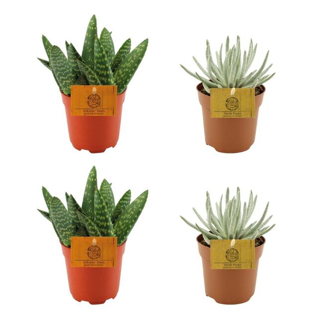 2x Aloe Paradisicum + 2x Senecio Scaposus - 4 stuks - Ø10.5cm - ↕10cm