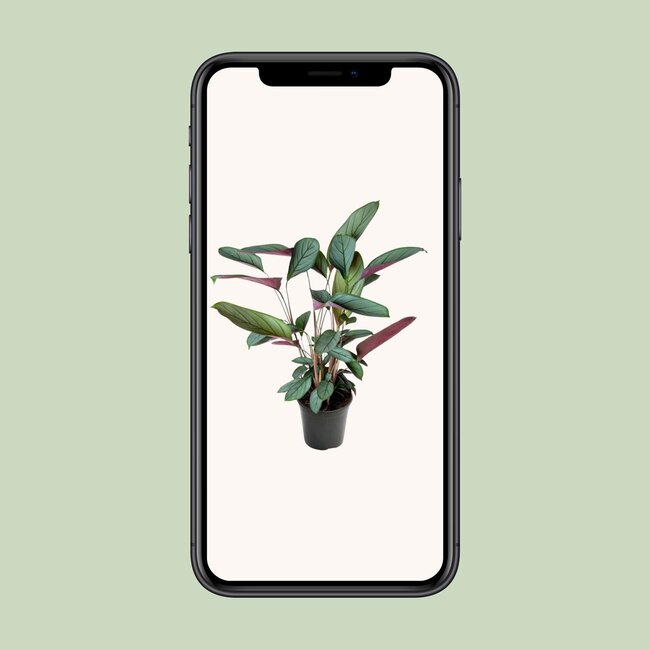 Ctenanthe Setosa - Ø17cm - ↕60cm