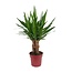 Yucca "Tres Cañas" 30 Stam P19 - Ø19cm - ↕70cm