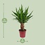 Yucca "Tres Cañas" 30 Stam P19 - Ø19cm - ↕70cm