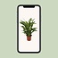 Spathiphyllum Torelli P17 - Ø17cm - ↕65cm