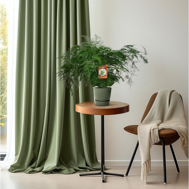 Asparagus Setaceus - Ø27cm - ↕70cm