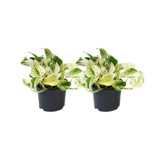 Epipremnum Happy Leaf - 2 stuks - Ø12cm - Ø12