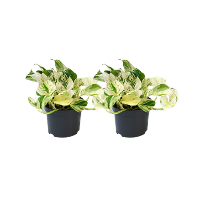 Epipremnum Happy Leaf - 2 stuks - Ø12cm - Ø12