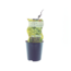 Vitis Vroege Van Der Laan (Witte druif) - Ø12cm - ↕30