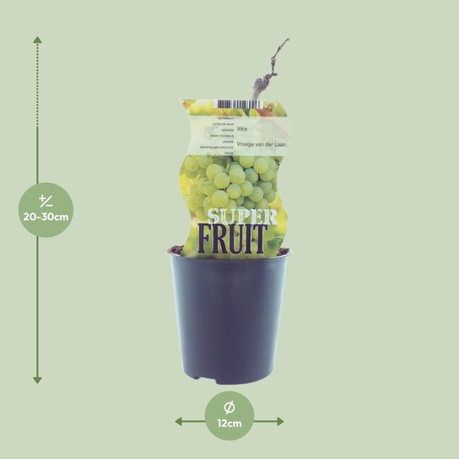 Vitis Vroege Van Der Laan (Witte druif) - Ø12cm - ↕30