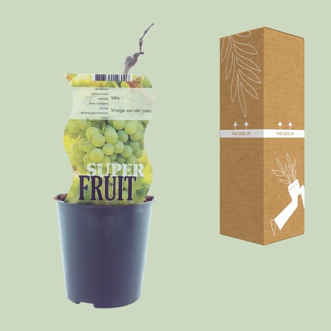 Vitis Vroege Van Der Laan (Witte druif) - Ø12cm - ↕30