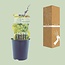 Vitis Vroege Van Der Laan (Witte druif) - Ø12cm - ↕30