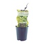 Vitis Vroege Van Der Laan (Witte druif) - Ø12cm - ↕30