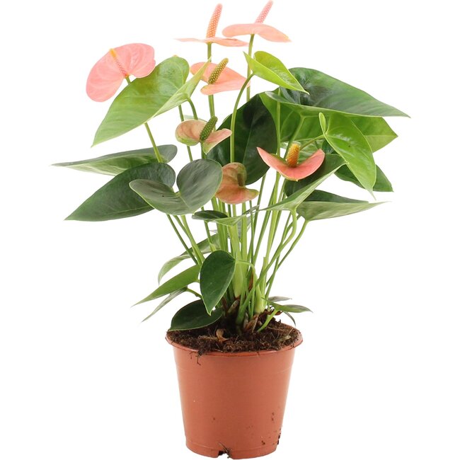 Anthurium Spirit In Transparant Sleeve - Ø12cm - ↕37cm