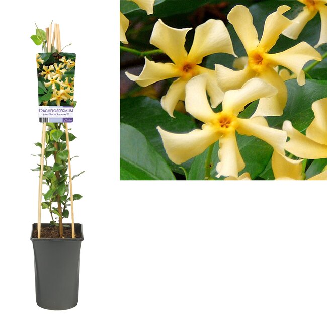 Trachelospermum Jasm. 'Star Of Toscane' PBR +light Label - Ø17cm - ↕75cm