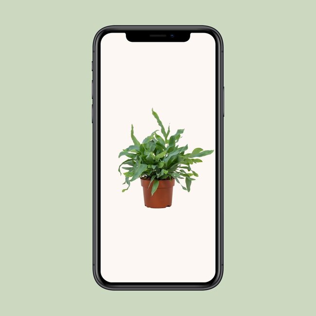 Phlebodium Blue Star 12cm - Ø12cm - ↕32cm