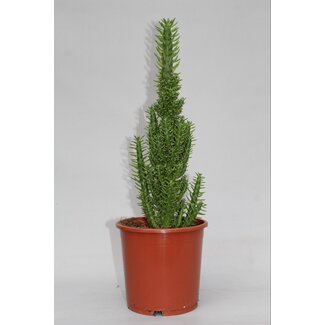 Opuntia Subulata - Ø17cm - ↕50cm