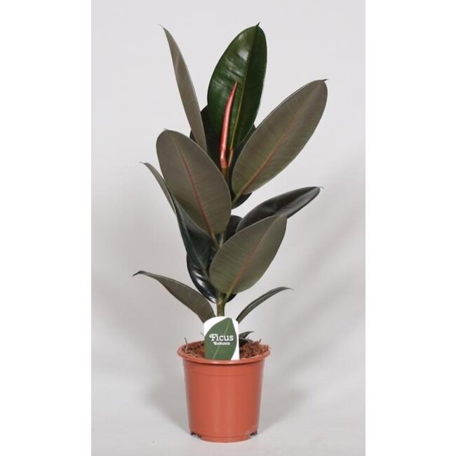 Ficus Elastica Abidjan - Ø17cm - ↕60cm