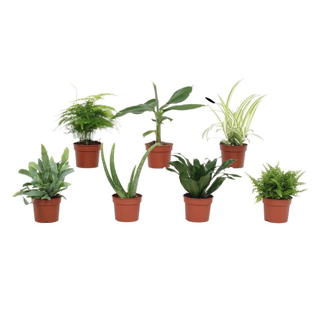 Groen Mix - 7 stuks - Ø9cm - ↕23cm