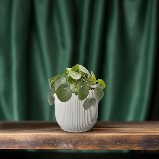 Pilea Peperomioides - Ø12cm - ↕20cm