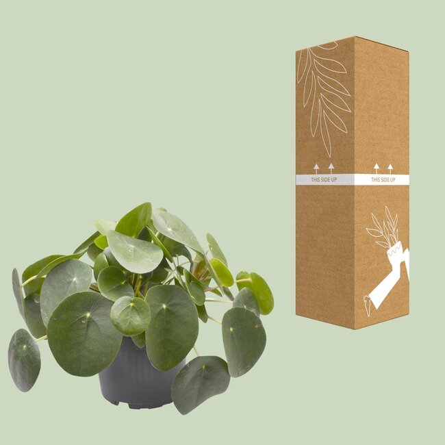 Pilea Peperomioides - Ø12cm - ↕20cm