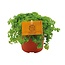 Pilea Depressa - Ø10,5cm - ↕15cm