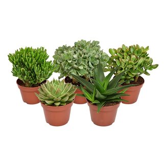 Succulent Mix - 5 stuks - Ø15cm - ↕20cm