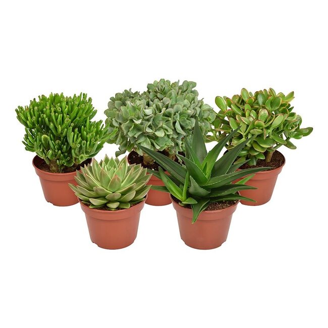 Succulent Mix - 5 stuks - Ø15cm - ↕20cm