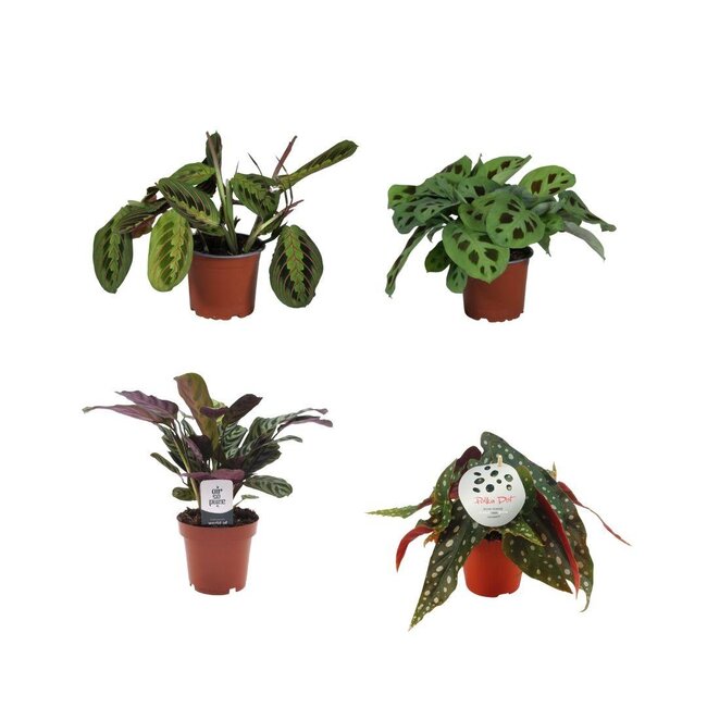 Kleurrijke Plantenbox - 4 stuks - Ø12cm - ↕20-30cm