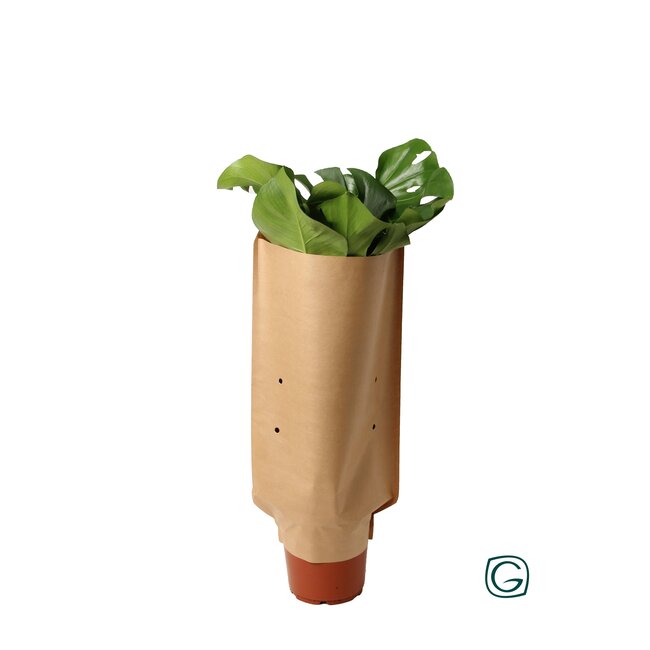 Monstera In Paper Sleeve - Ø21cm - ↕60cm