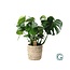 Monstera In Basket Palmleaf - Ø21cm - ↕60cm