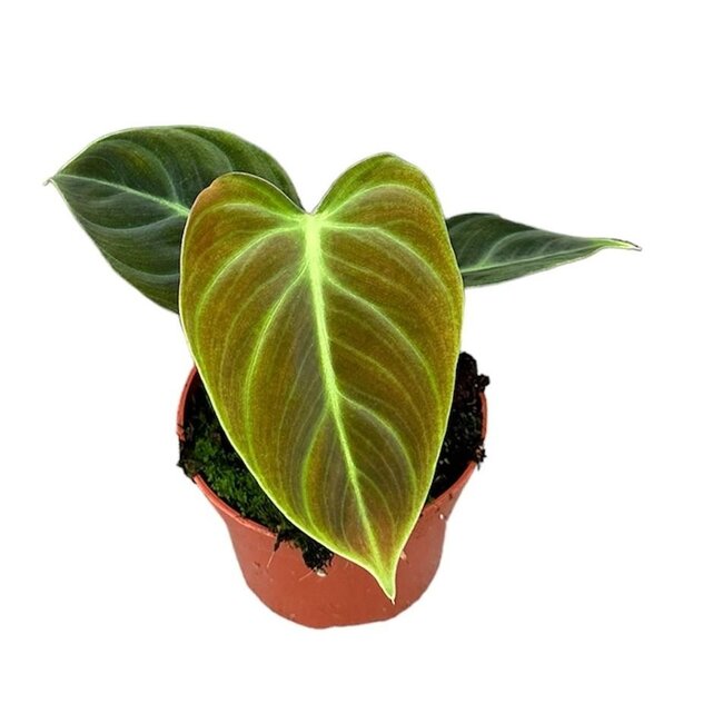 Philodendron El Choco Red - Ø10,5cm - ↕15cm