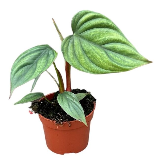 Philodendron Sp Colombia - Ø10,5cm - ↕15cm
