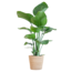 Strelitzia Nicolai met Sofia mand naturel - 80cm - Ø21