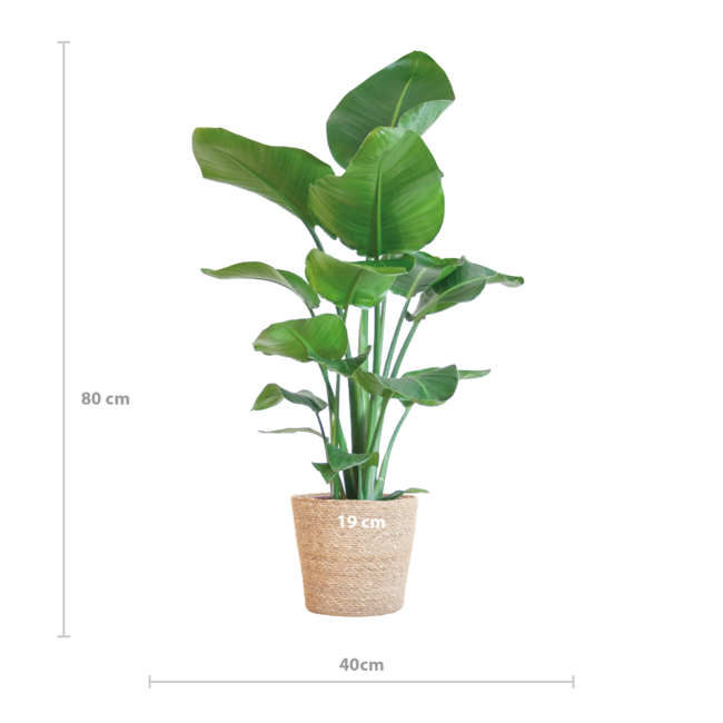 Strelitzia Nicolai met Sofia mand naturel - 80cm - Ø21