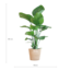 Strelitzia Nicolai met Sofia mand naturel - 80cm - Ø21