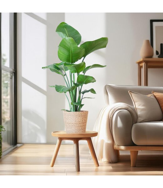 Strelitzia Nicolai met Sofia mand naturel - 80cm - Ø21 | NU