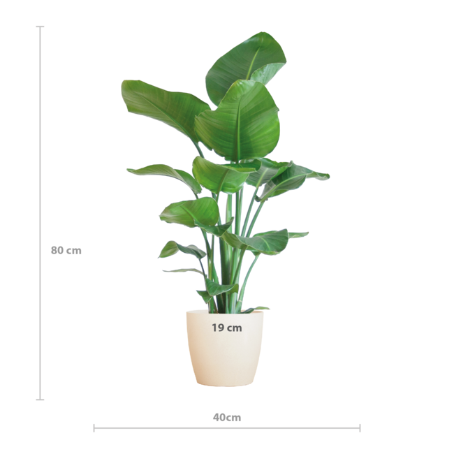 Strelitzia Nicolai met Viber pot wit - 80cm - Ø21