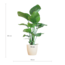 Strelitzia Nicolai met Viber pot wit - 80cm - Ø21
