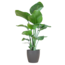 Strelitzia Nicolai met Viber pot grijs - 80cm - Ø21