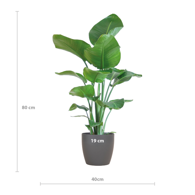 Strelitzia Nicolai met Viber pot grijs - 80cm - Ø21